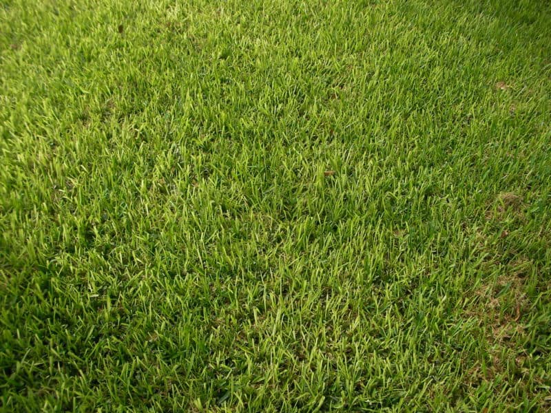 yellow-st-augustine-lawn
