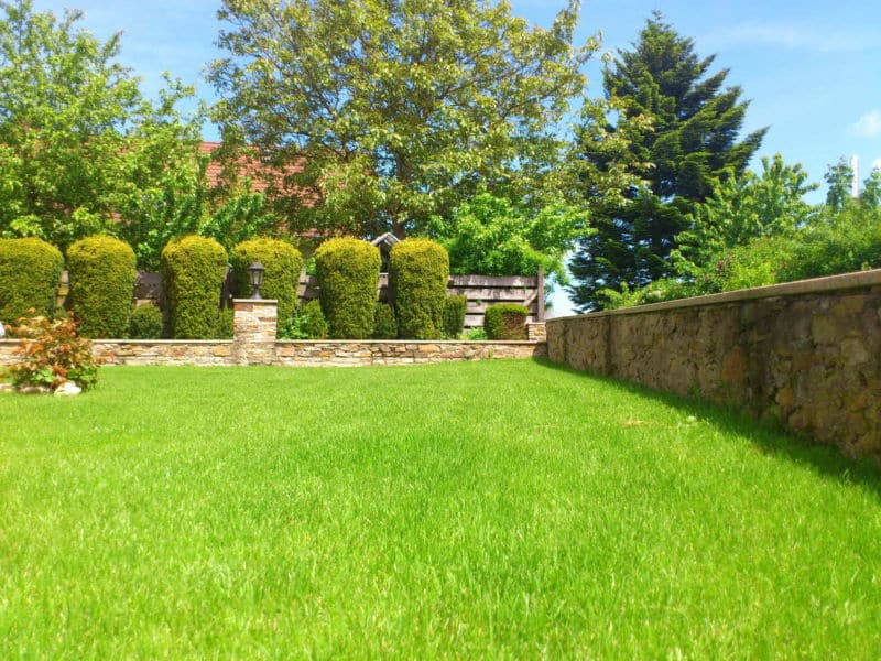 meadow-115676_1920