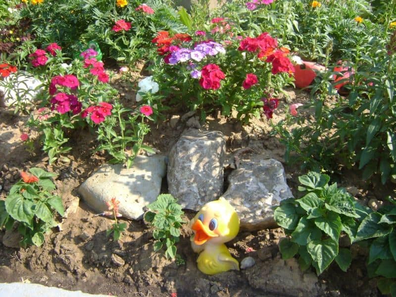 rock-garden_1