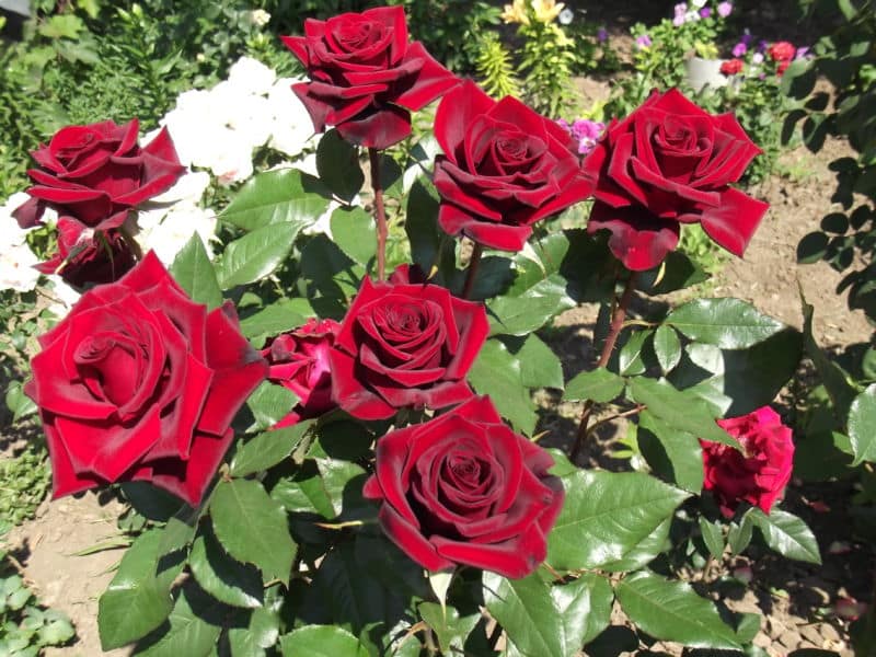 rosa-v-zvetu