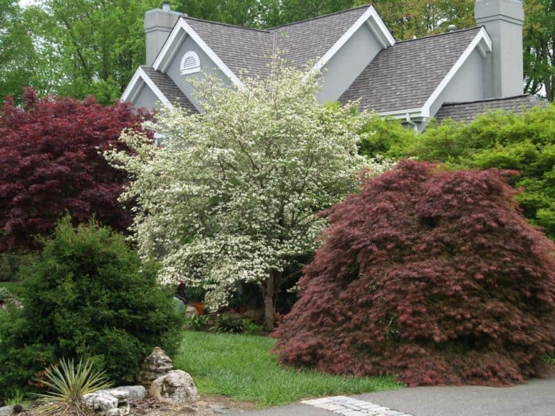 trees-and-shrubs-4