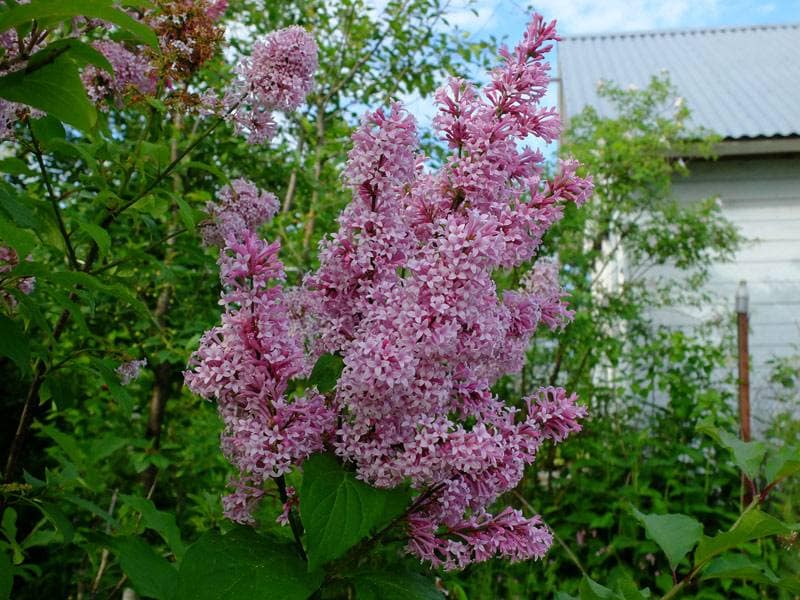 Сирень: лучшие сорта с названиями и фото