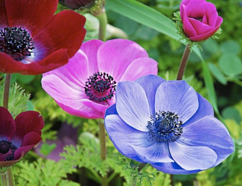 anemone