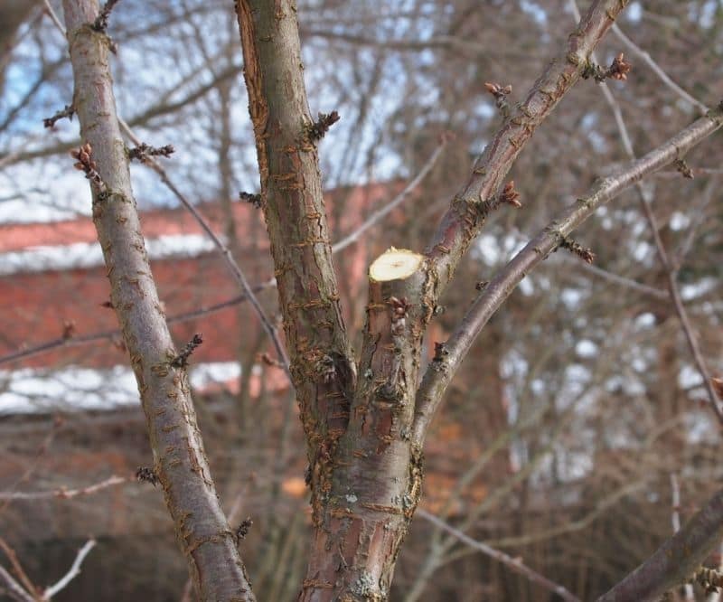 posle-udaleniia-vetvi