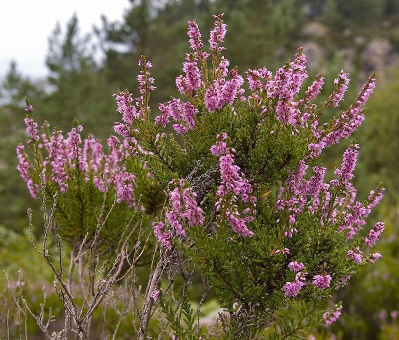 heather