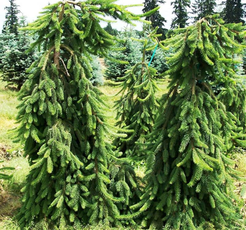 picea-omorica-pendula