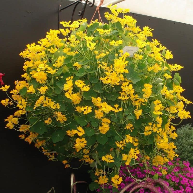 1galpw_tropaeolum-duckalicious-a2