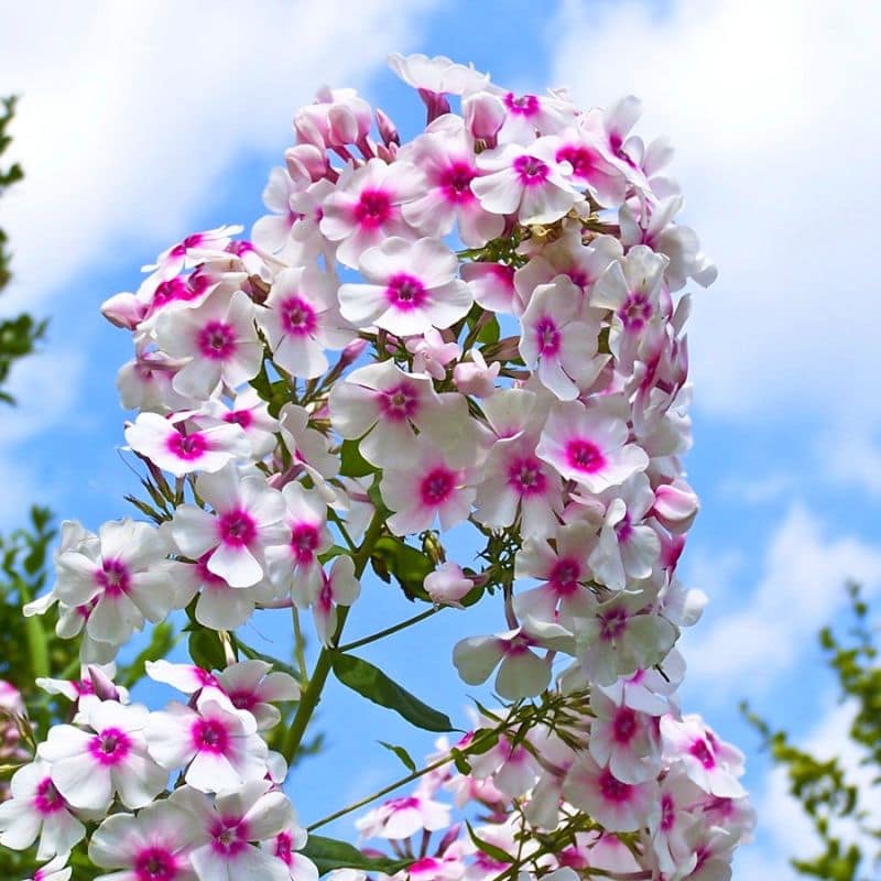 phloxpaniculata1