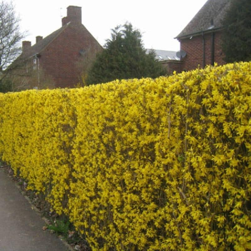 forsythia-hedge-p70-2371_image