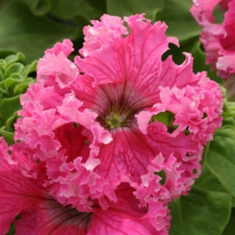 frillytunia-01