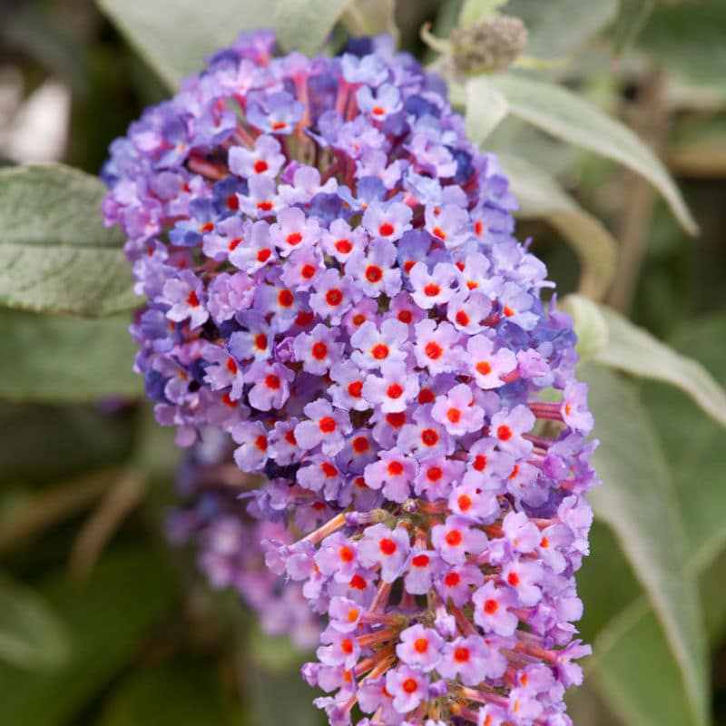 buddleja-davidii-buzz-magenta