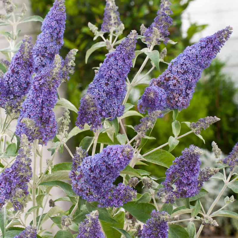 buddleja-davidii-buzz-sky-blue