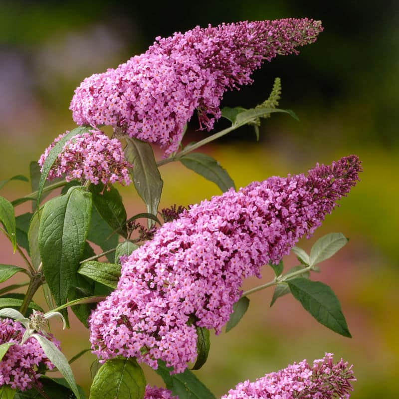 buddleja-davidii-pink-delight