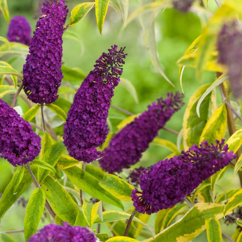 buddleja-davidii-santana