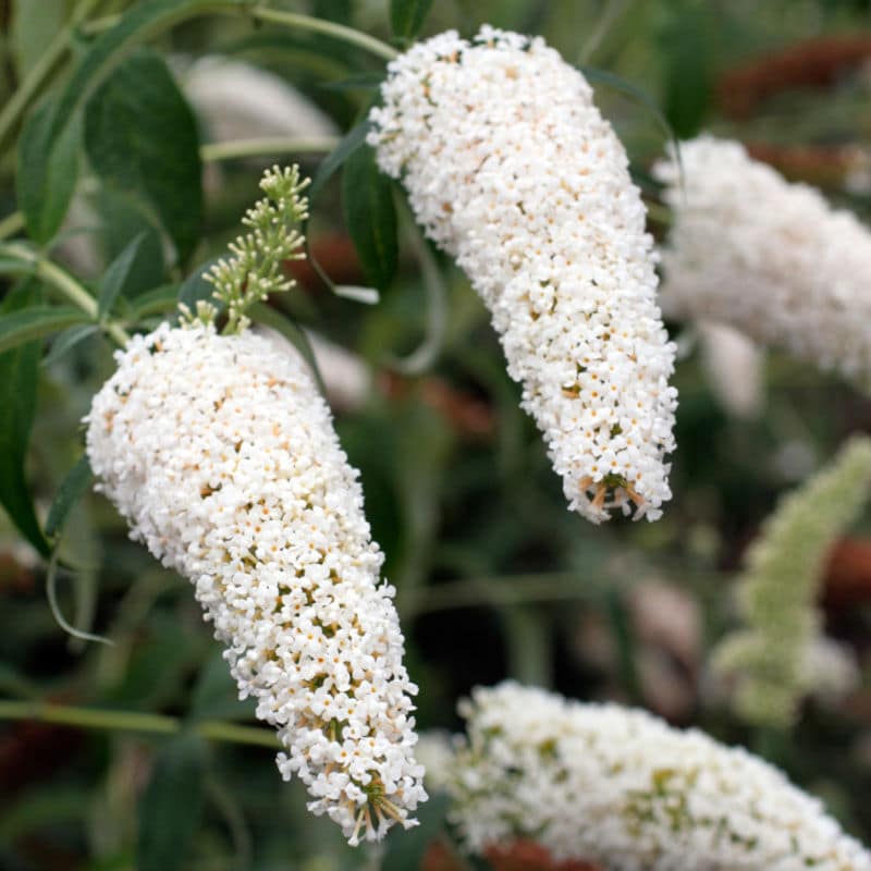 buddleja-davidii-white-bouquet