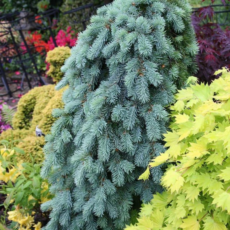 picea-pungens-glauca-pendula-1024x1024