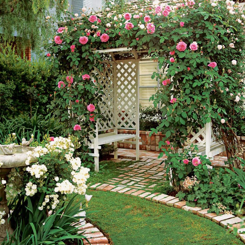 arbor-roses