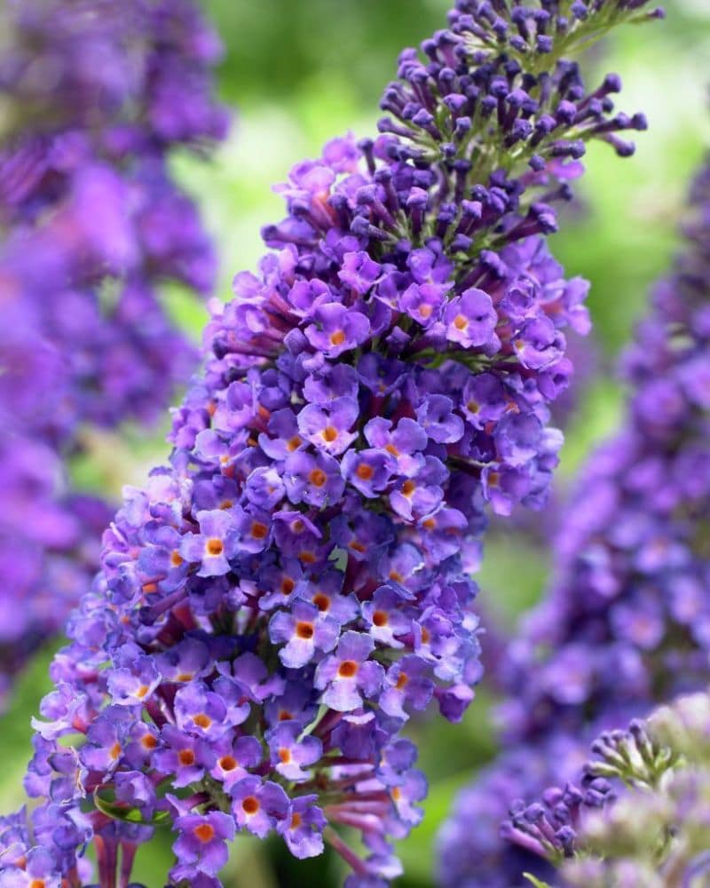Buddleja davidii Empire Blue