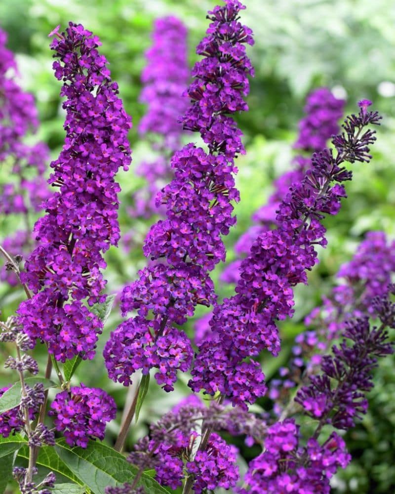 Buddleja davidii Royal Red