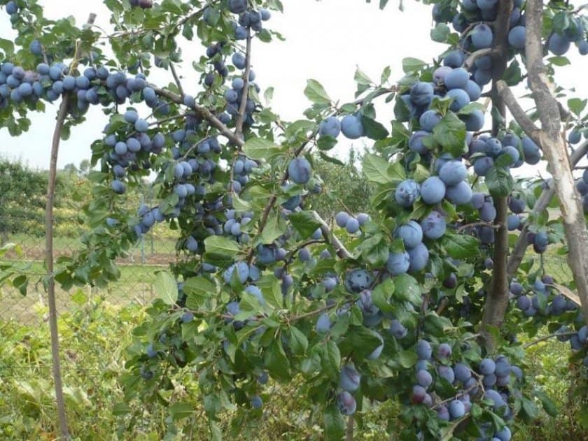 Лучшие сорта сливы для Подмосковья