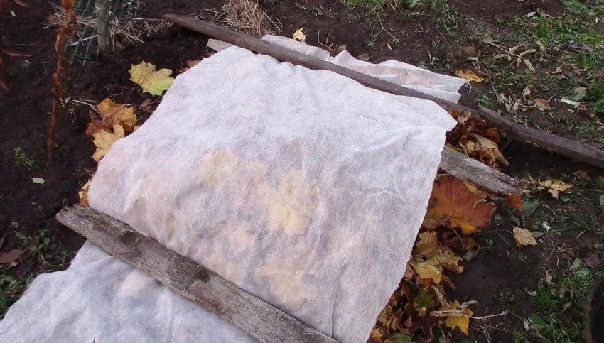 Пампасная трава или кортадерия: что это такое, как выращивать и использовать в ландшафтном дизайне