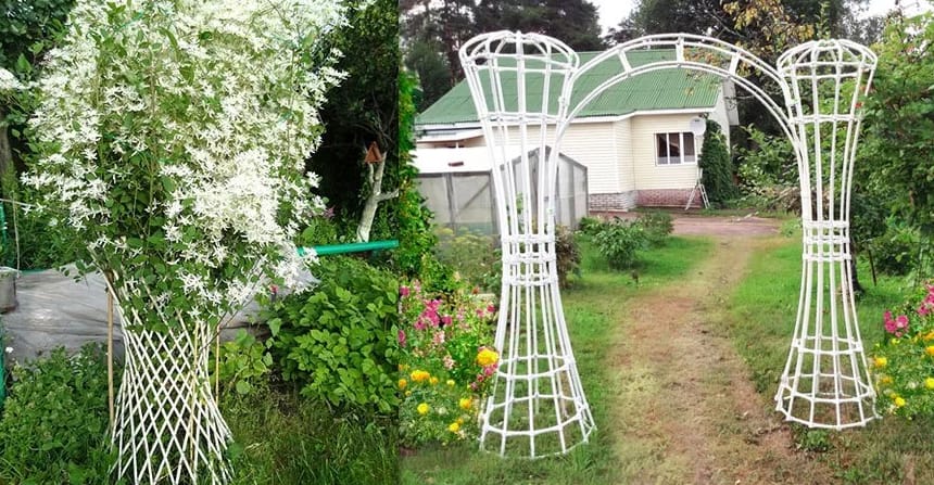 Как сажать и ухаживать за клематисами в открытом грунте
