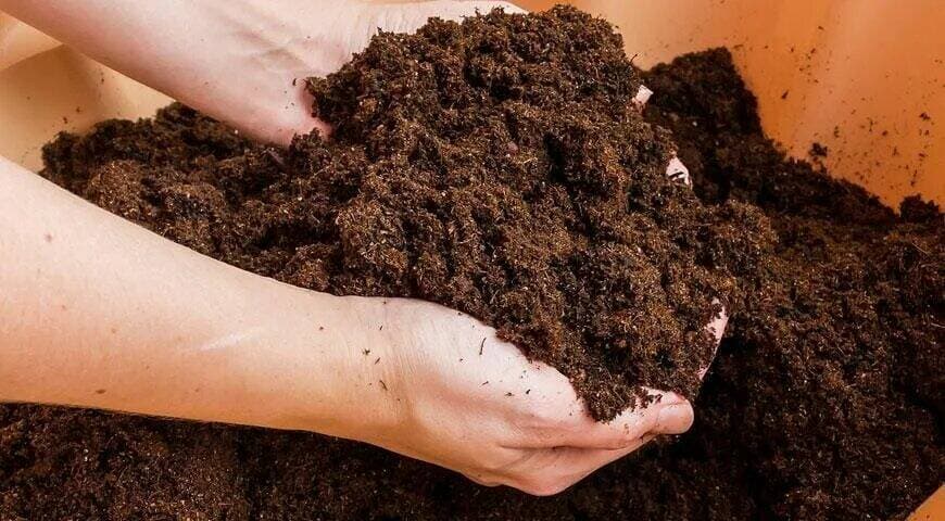 Пампасная трава или кортадерия: что это такое, как выращивать и использовать в ландшафтном дизайне