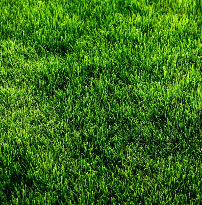 Green grass texture from a soccer field