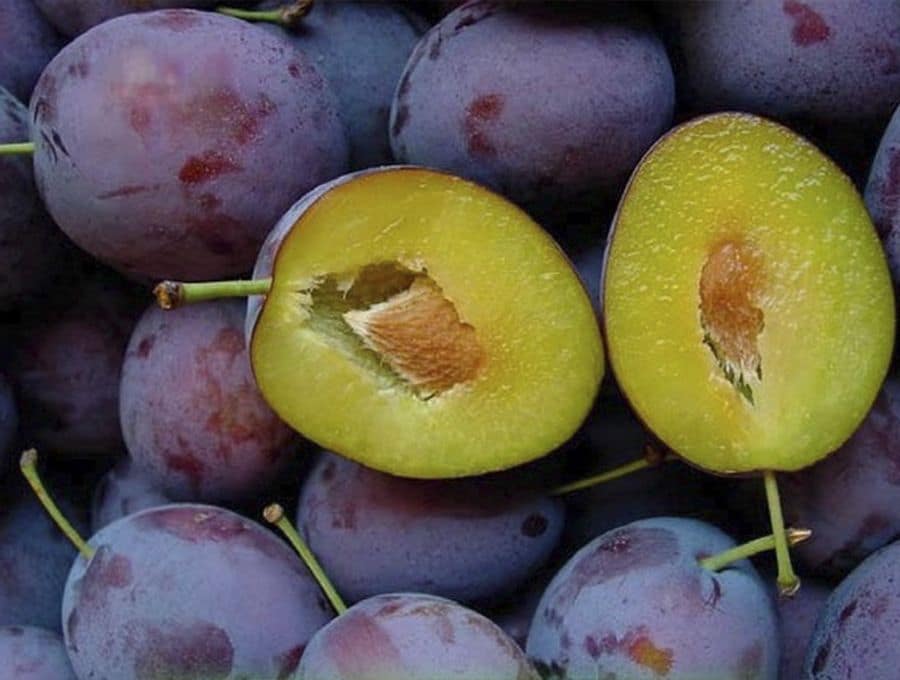 Лучшие сорта сливы для Подмосковья