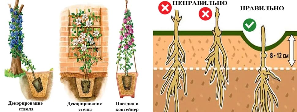 Как сажать и ухаживать за клематисами в открытом грунте