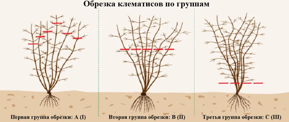 Как сажать и ухаживать за клематисами в открытом грунте