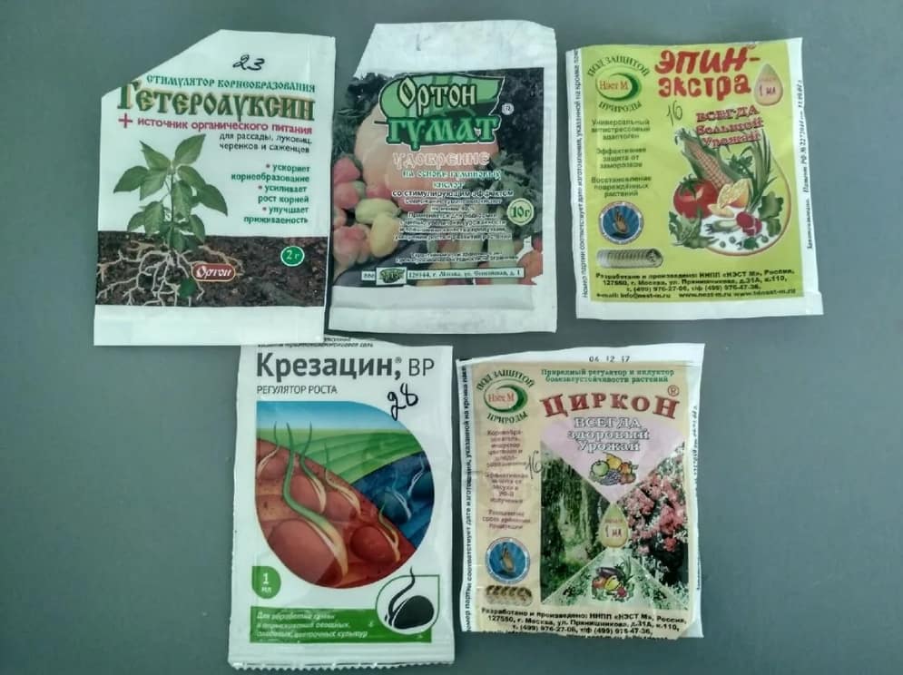 Правильное черенкование розы из букета в домашних условиях